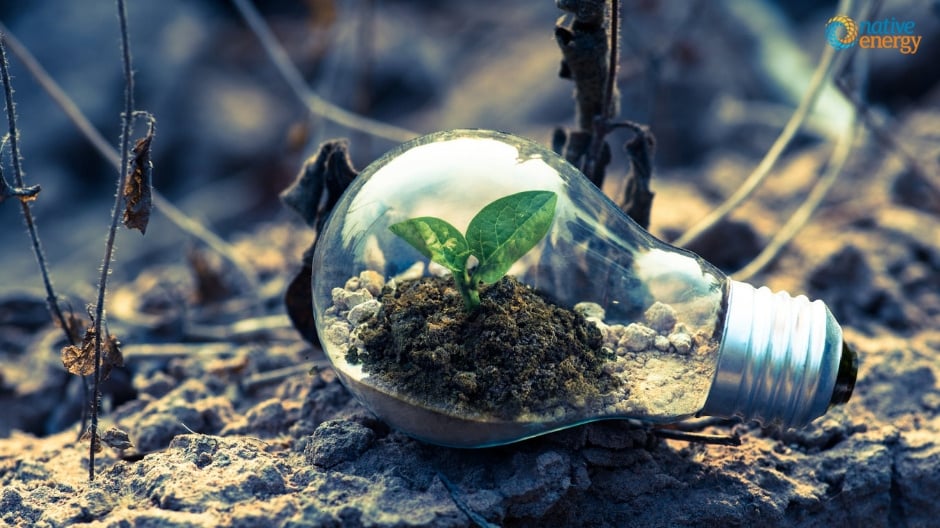 Sprout in soil inside of a lightbulb